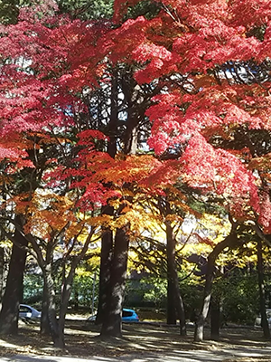 秋季画像